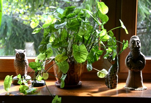 Indoor plants 1