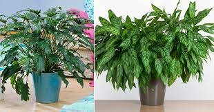 Houseplants 1