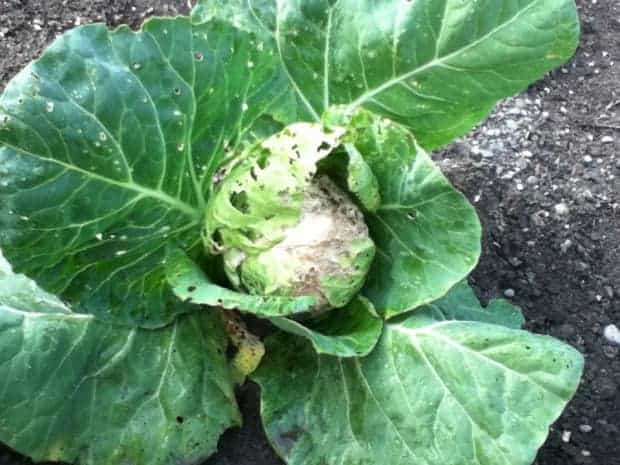 How To Control Cabbage Worms