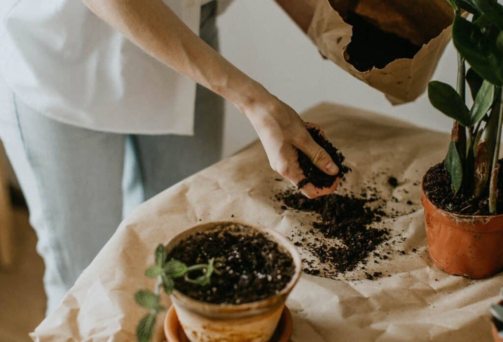 Fertilizer to feed snake plant