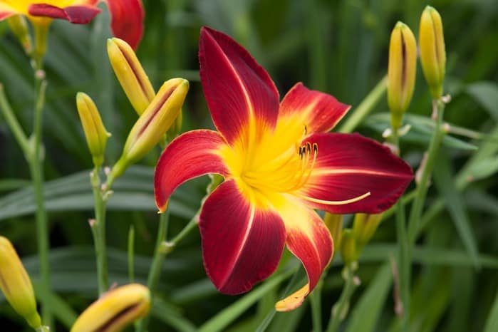 Ruby red daylily