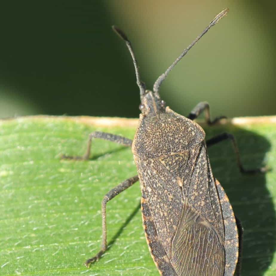How to Use Neem Oil for Squash Bugs – The Best Guide [2022]