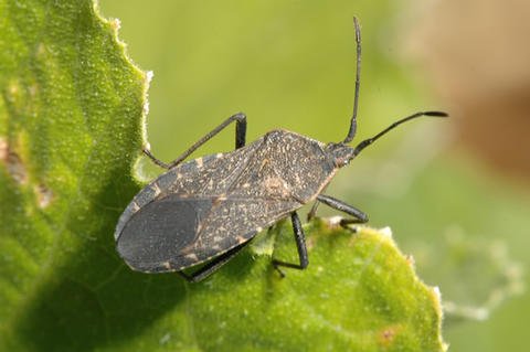 Neem oil for squash bugs