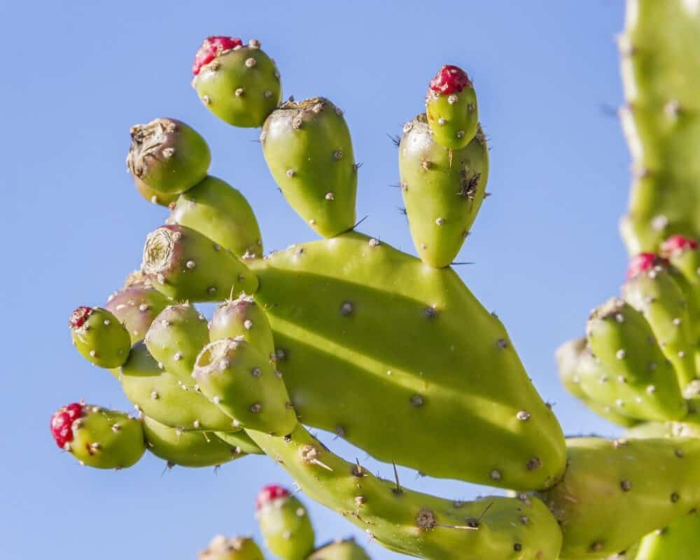 Are Succulents Fruits? A Superb Brief Guide [2022]