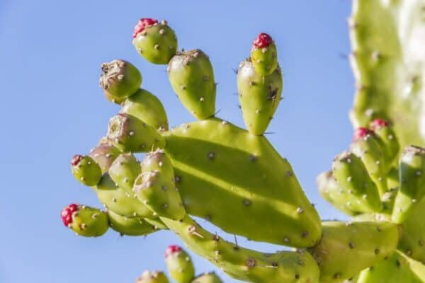 Are succulents fruits