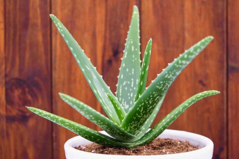 How to plant aloe vera without roots