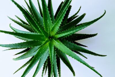 How to plant aloe vera without roots