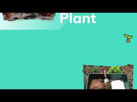 Best soil for snake plant 1