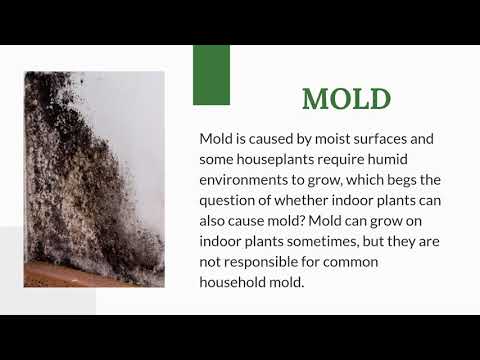 Mold 1