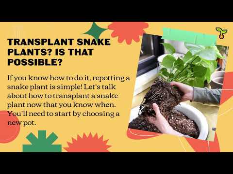 Transplant snake plant 1