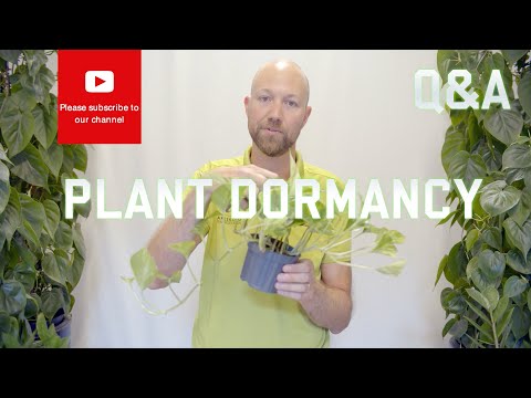Houseplants dormancy 1