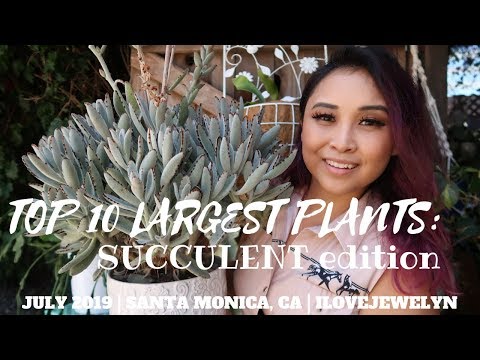 Indoor tall succulents 1