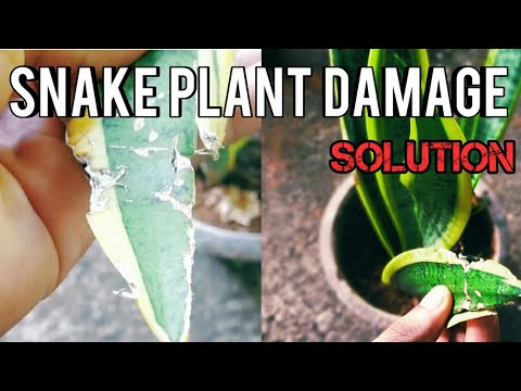 Snake plant turning white 1