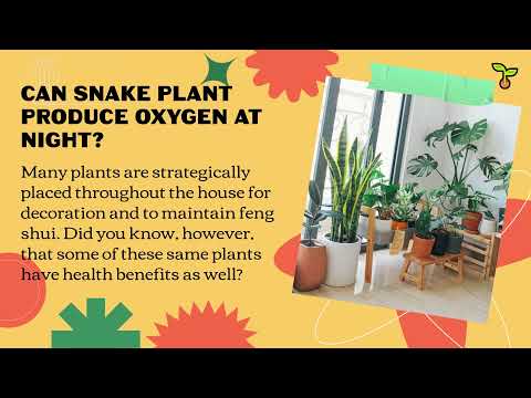 Snake plant produce oxygen 1