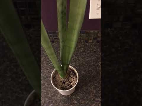 Why Are My Snake Plant Leaves Curling? (Causes+Next Steps)