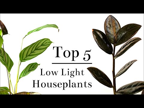 Low light houseplants 1