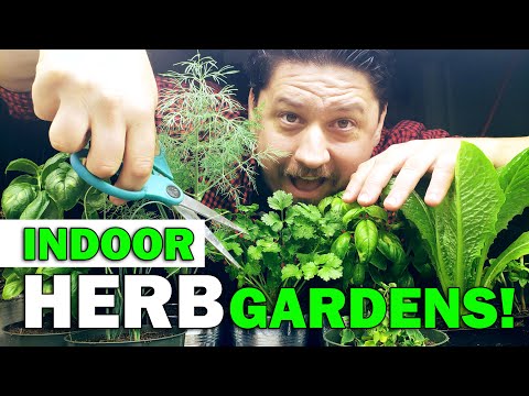 Indoor herb garden 1