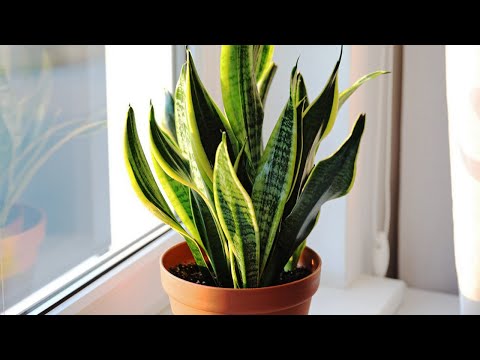 Snake plant light requirements 1