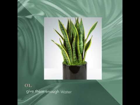 How to take care snake plant 1