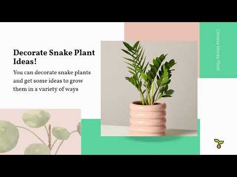 decorate snake plants 1