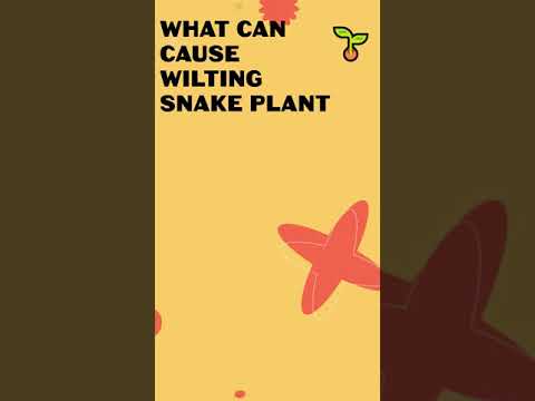Wilting snake plant 1