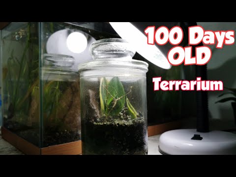 Best plants for a snake terrarium 1