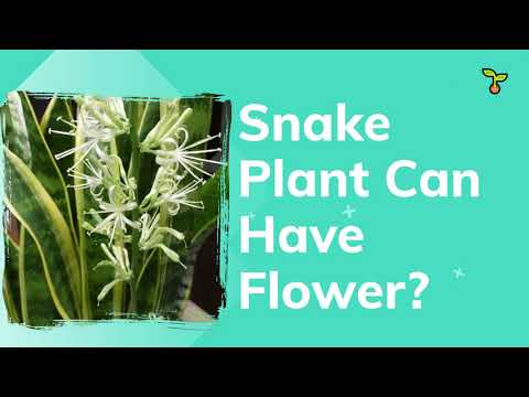 Snake plant flower 1