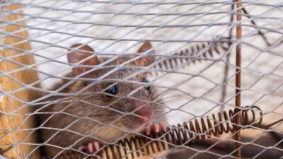 Rat control methods 2