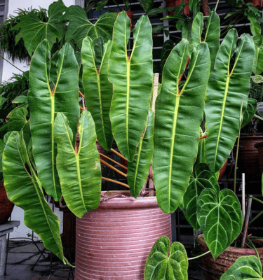 Rarest philodendrons 12