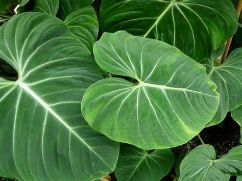 Rarest philodendrons 14