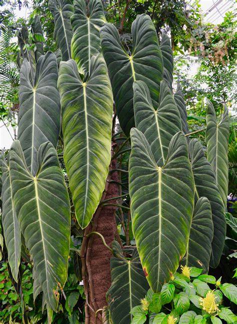 Rarest philodendrons 13