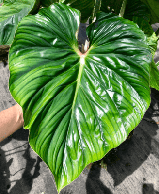 Rarest philodendrons 15