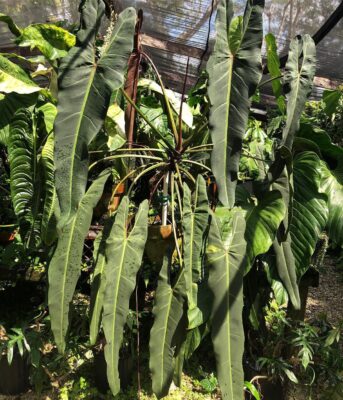 Rarest philodendrons