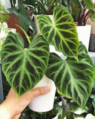 Rarest philodendrons 9