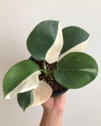 Philodendron white 3