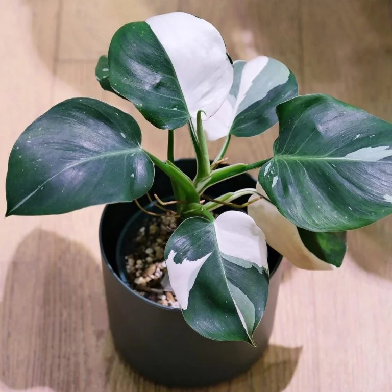 Philodendron white 1