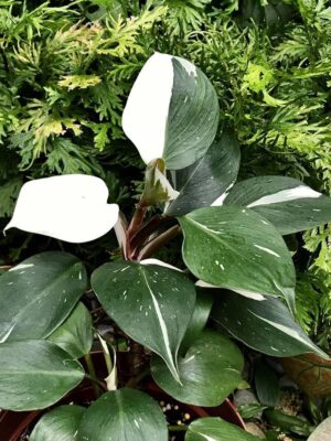 Philodendron white 5