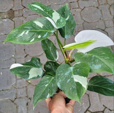 Philodendron white 8