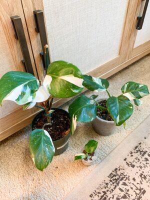 Philodendron white 7