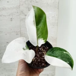 Philodendron white 4