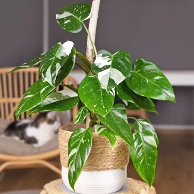 Philodendron white 10