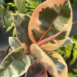 Rarest philodendrons 6
