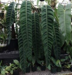 Rarest philodendrons 1